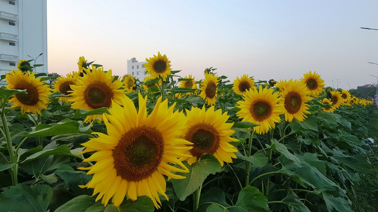 Can canh vuon hoa huong duong o Hai Duong no ro...van nguoi me-Hinh-7