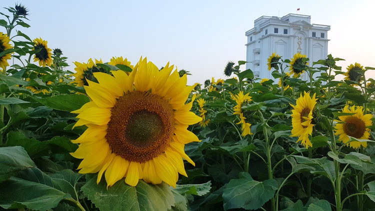 Can canh vuon hoa huong duong o Hai Duong no ro...van nguoi me-Hinh-9