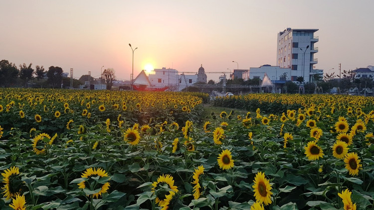 Can canh vuon hoa huong duong o Hai Duong no ro...van nguoi me-Hinh-3