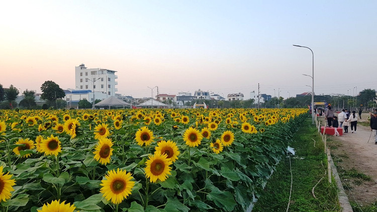 Can canh vuon hoa huong duong o Hai Duong no ro...van nguoi me-Hinh-6