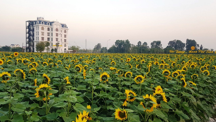 Can canh vuon hoa huong duong o Hai Duong no ro...van nguoi me