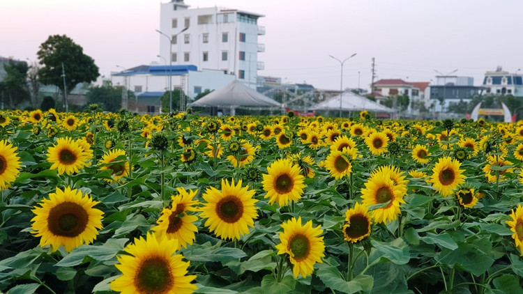 Can canh vuon hoa huong duong o Hai Duong no ro...van nguoi me-Hinh-4