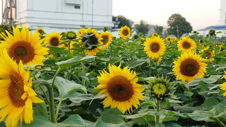 Can canh vuon hoa huong duong o Hai Duong no ro...van nguoi me-Hinh-8