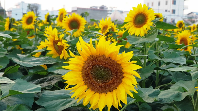 Can canh vuon hoa huong duong o Hai Duong no ro...van nguoi me-Hinh-10