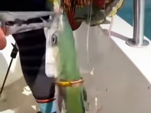 Nhìn thấy tình cảnh như vậy, ngư dân quyết định tháo gỡ chiếc vòng vàng rồi thả con cá về đại dương.