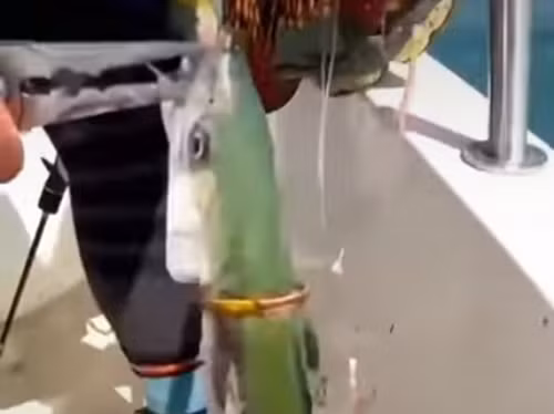 Nhìn thấy tình cảnh như vậy, ngư dân quyết định tháo gỡ chiếc vòng vàng rồi thả con cá về đại dương.