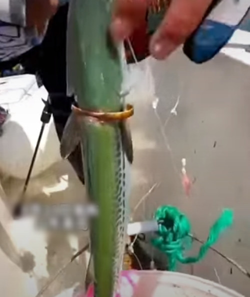 Kéo lên xem, ngư dân choáng váng khi nhận ra trên người con cá có một chiếc vòng tay bằng vàng, có dấu vết bị va đập, rõ ràng là đã mắc kẹt trên cơ thể con cá một thời gian.