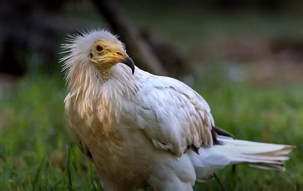 Dang ngam cay, bang hoang thay “chim than” hon tram nam moi xuat hien-Hinh-3