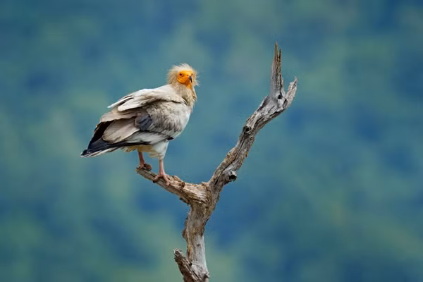 Dang ngam cay, bang hoang thay “chim than” hon tram nam moi xuat hien-Hinh-9