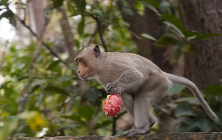 Soi 2 ca the khi “quy nhu vang” tha ve Khu bao ton Ta Cu-Hinh-2