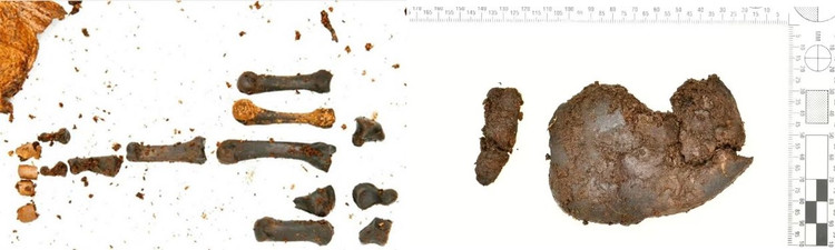 Thay hai cot 2.500 tuoi trong dam lay, chuyen gia sung sot vi...-Hinh-8