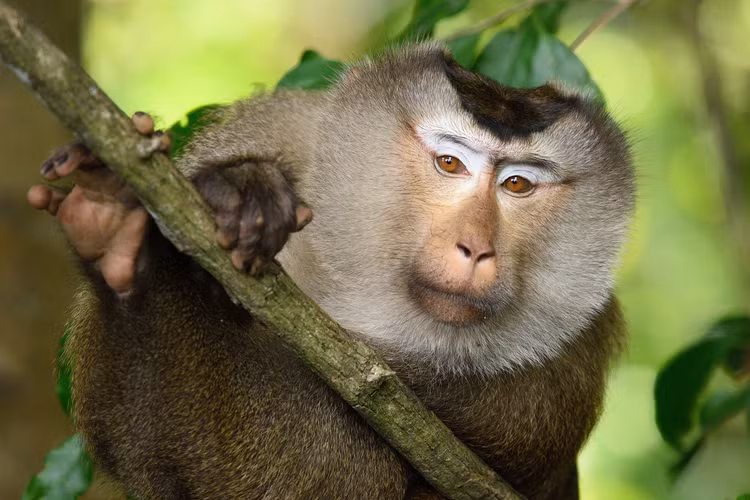 Hat Kiem lam Bu Dang ban giao ca the khi duoi lon: Loai cuc hiem!-Hinh-6