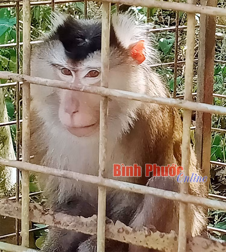 Hat Kiem lam Bu Dang ban giao ca the khi duoi lon: Loai cuc hiem!