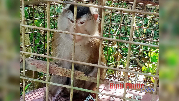 Hat Kiem lam Bu Dang ban giao ca the khi duoi lon: Loai cuc hiem!-Hinh-2