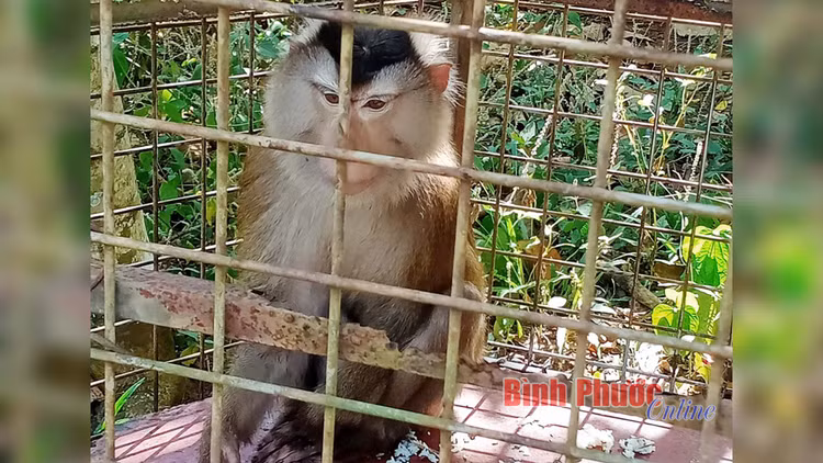 Hat Kiem lam Bu Dang ban giao ca the khi duoi lon: Loai cuc hiem!-Hinh-2