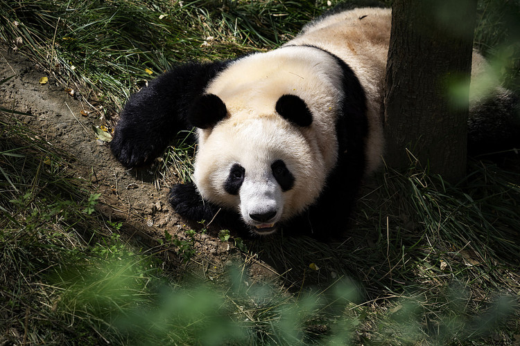 Bí ẩn vùng đất “long mạch” nhất Trung Quốc, đế vương thi nhau hội tụ - Hình 9 Bi an vung dat “long mach” nhat Trung Quoc, de vuong thi nhau hoi tu-Hinh-9