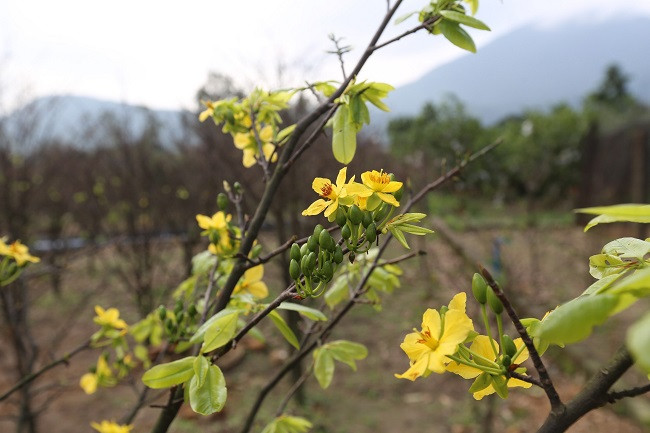 Mai vang 5 canh giup vung que ngheo duoi chan Hoanh Son khoi sac-Hinh-5