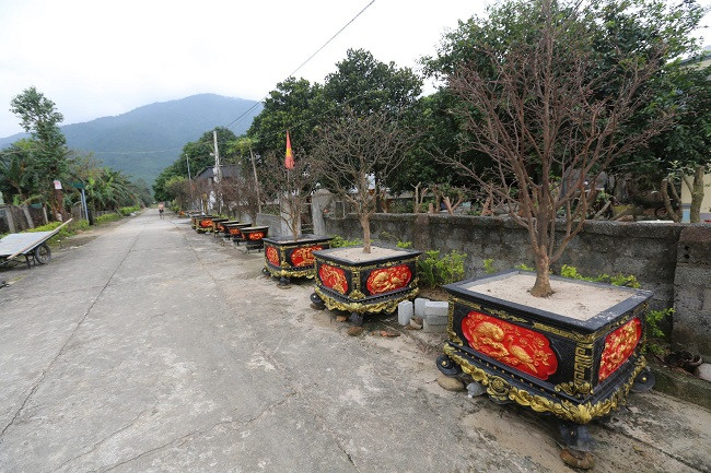 Mai vang 5 canh giup vung que ngheo duoi chan Hoanh Son khoi sac-Hinh-7