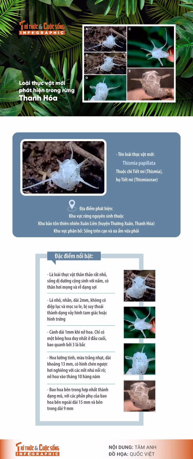 [INFOGRAPHIC] Loai thuc vat moi phat hien trong rung o Thanh Hoa