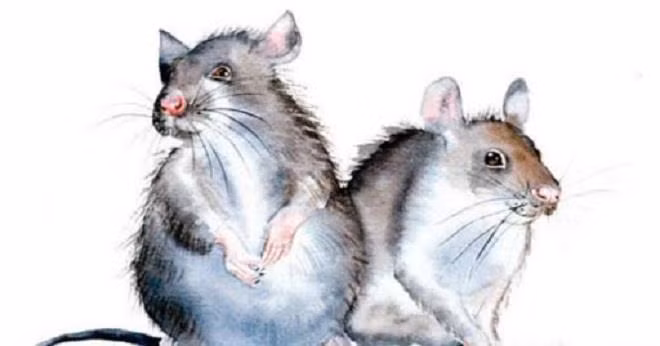 Dự đoán tuần mới (23 - 29/12): 3 con giáp ngập phú quý - Hình 3 Du doan tuan moi (23 - 29/12): 3 con giap ngap phu quy-Hinh-3