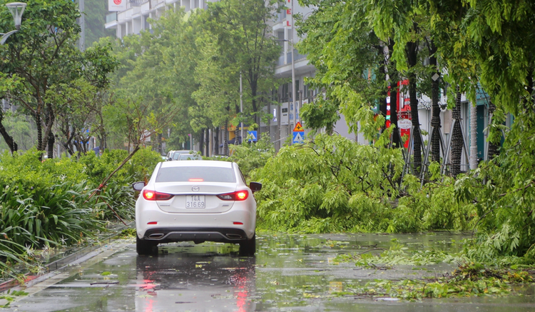 Bao so 2: Cay do, bien quang cao bay tu tung o Quang Ninh