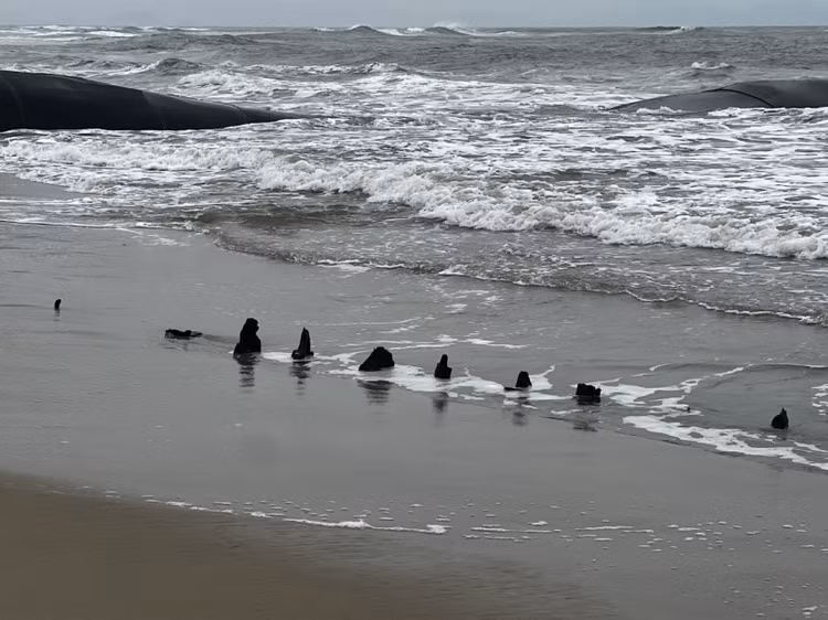 Xac tau co bat ngo lo dien o Hoi An, chuyen gia giai ma sao?-Hinh-4