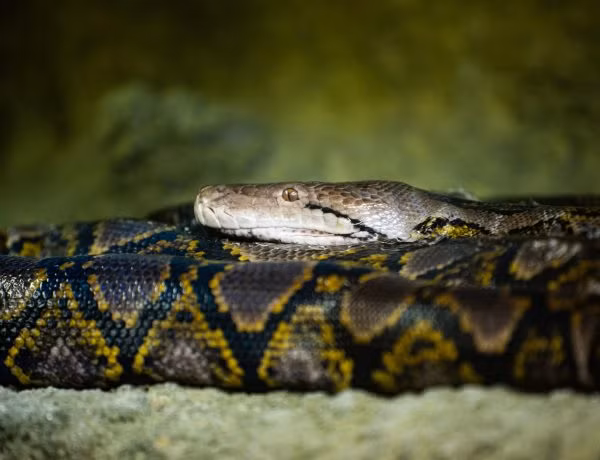 Ca the tran gam 25 kg mac vao luoi danh ca: Loai “quy nhu vang