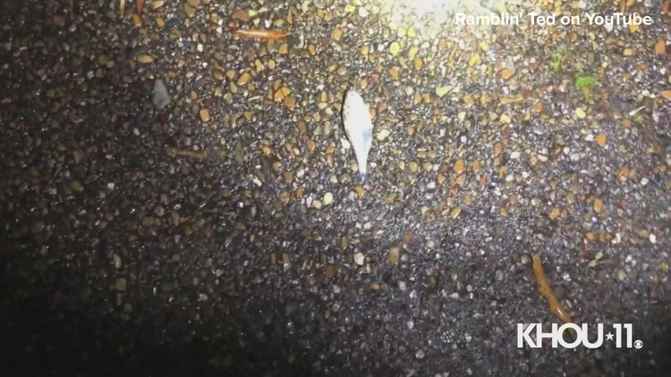 “Con mua ca” ky la trut xuong nuoc My, chuyen gia ly giai gi?-Hinh-5