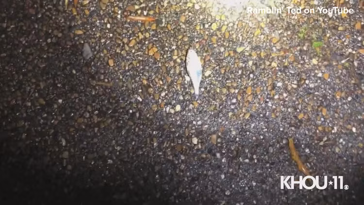 “Con mua ca” ky la trut xuong nuoc My, chuyen gia ly giai gi?-Hinh-5