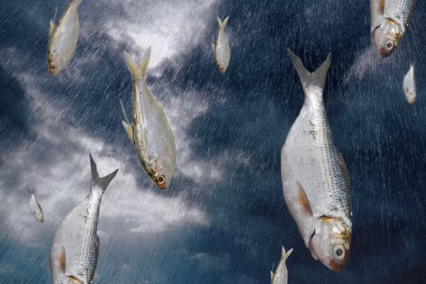 “Con mua ca” ky la trut xuong nuoc My, chuyen gia ly giai gi?-Hinh-8