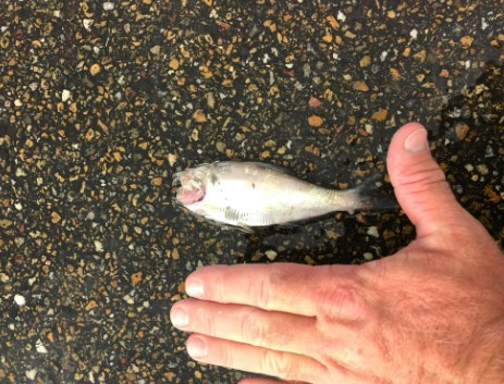 “Con mua ca” ky la trut xuong nuoc My, chuyen gia ly giai gi?-Hinh-2