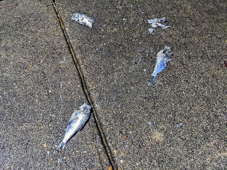 “Con mua ca” ky la trut xuong nuoc My, chuyen gia ly giai gi?-Hinh-6