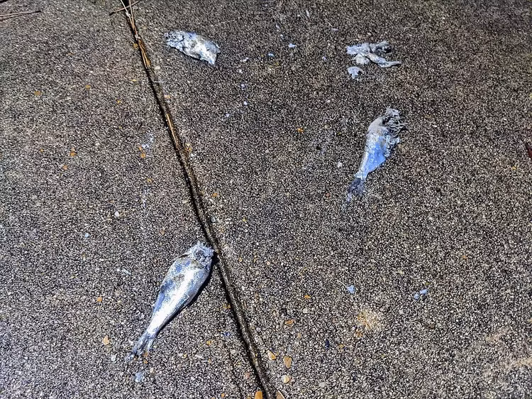 “Con mua ca” ky la trut xuong nuoc My, chuyen gia ly giai gi?-Hinh-6