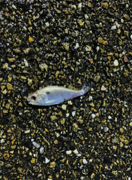 “Con mua ca” ky la trut xuong nuoc My, chuyen gia ly giai gi?-Hinh-4