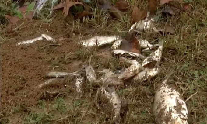 “Con mua ca” ky la trut xuong nuoc My, chuyen gia ly giai gi?