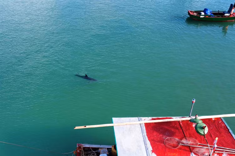 Ngoai ca voi xanh, loai quy hiem nao tung xuat hien o Co To?-Hinh-5