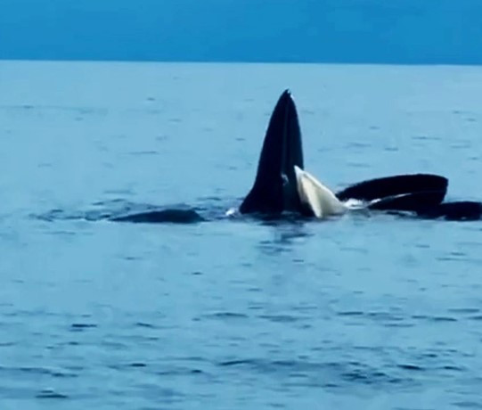 Ngoai ca voi xanh, loai quy hiem nao tung xuat hien o Co To?-Hinh-3