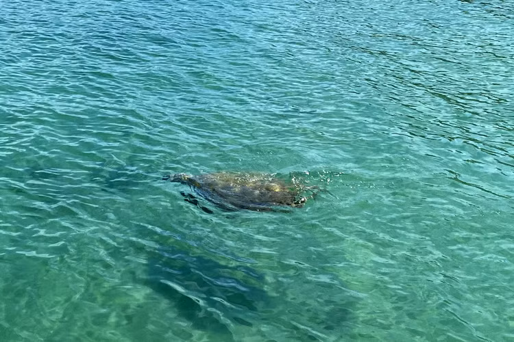 Ngoai ca voi xanh, loai quy hiem nao tung xuat hien o Co To?-Hinh-7