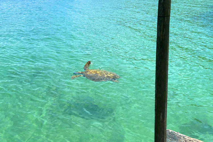 Ngoai ca voi xanh, loai quy hiem nao tung xuat hien o Co To?-Hinh-6