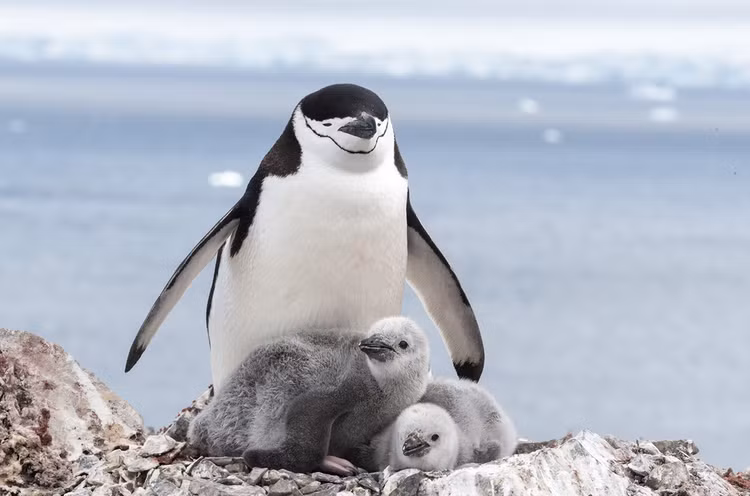 Doc la loai chim ngu hon 10.000 lan moi ngay, moi lan chi... 4 giay-Hinh-4