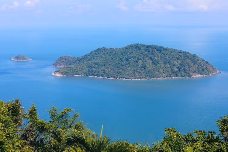 Ngam loai tac ke cuc ma mi, xuat hien duy nhat o Viet Nam-Hinh-6