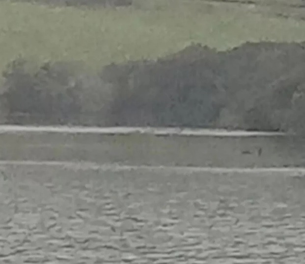 Xon xao bang chung ve su ton tai cua quai vat ho Loch Ness-Hinh-5