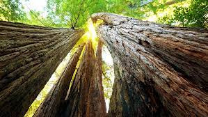 Than ky choi cay co thu 2.000 tuoi moc len sau tran chay rung-Hinh-10