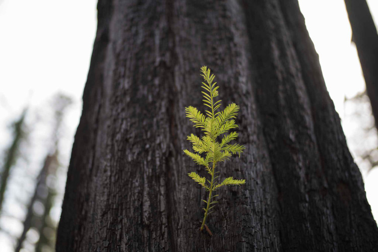 Than ky choi cay co thu 2.000 tuoi moc len sau tran chay rung-Hinh-7