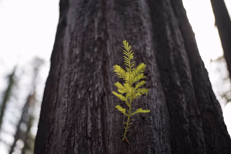 Than ky choi cay co thu 2.000 tuoi moc len sau tran chay rung-Hinh-7