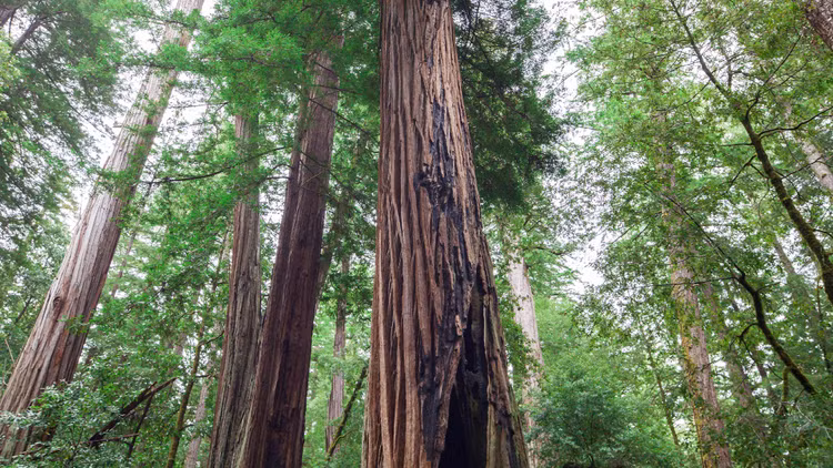 Than ky choi cay co thu 2.000 tuoi moc len sau tran chay rung-Hinh-4