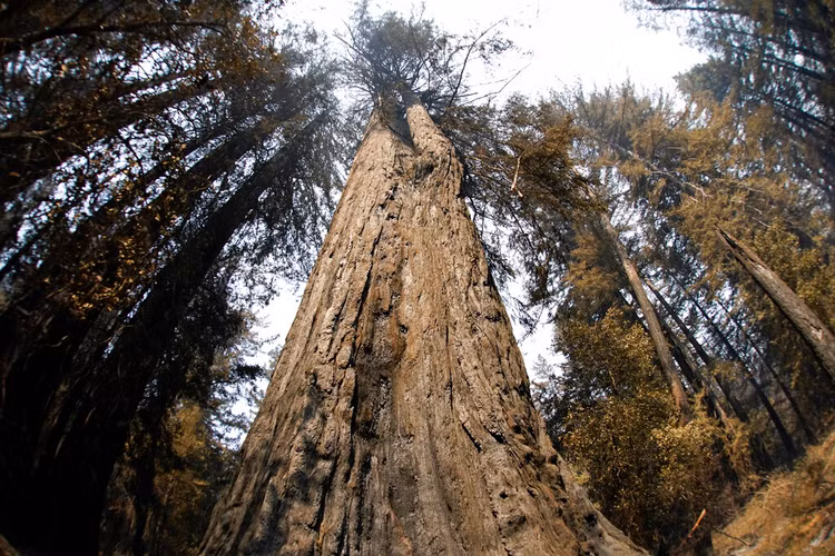 Than ky choi cay co thu 2.000 tuoi moc len sau tran chay rung-Hinh-8