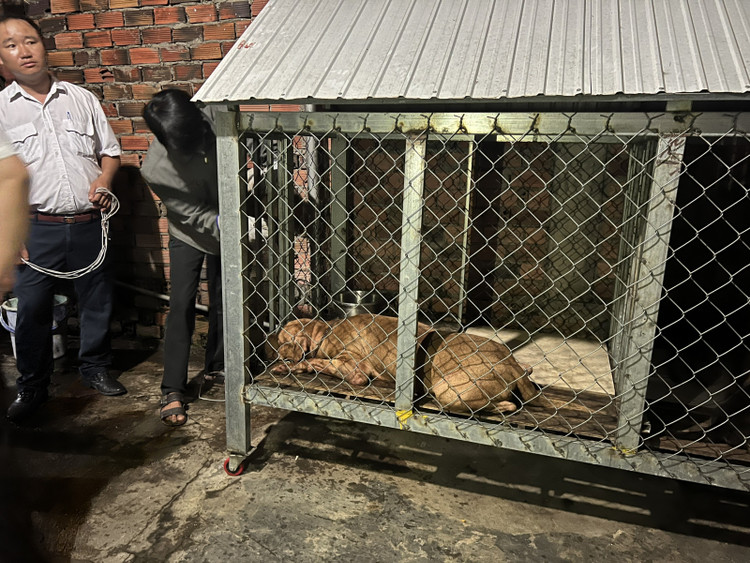 Cho pitbull can chet nguoi: Chu nuoi la con nan nhan…xu sao?