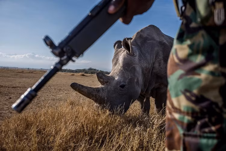 Loai dong vat hiem hon kim cuong, the gioi chi con 2 con-Hinh-2