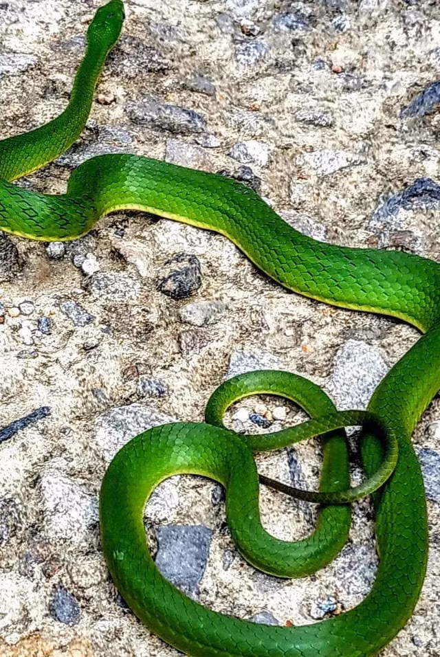 Ngoai bo bien khong lo, Viet Nam phat hien sinh vat doc - di nao?-Hinh-6